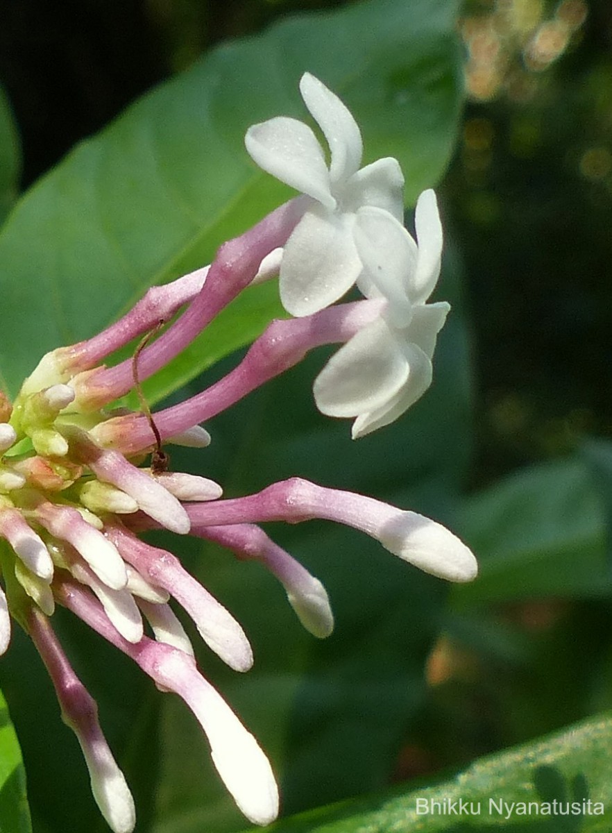 Rauvolfia serpentina (L.) Benth. ex Kurz